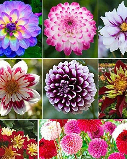 Dahlia Pompon Flower - 100 Seeds - Variabilis Rare Beautiful Annual Outdoor