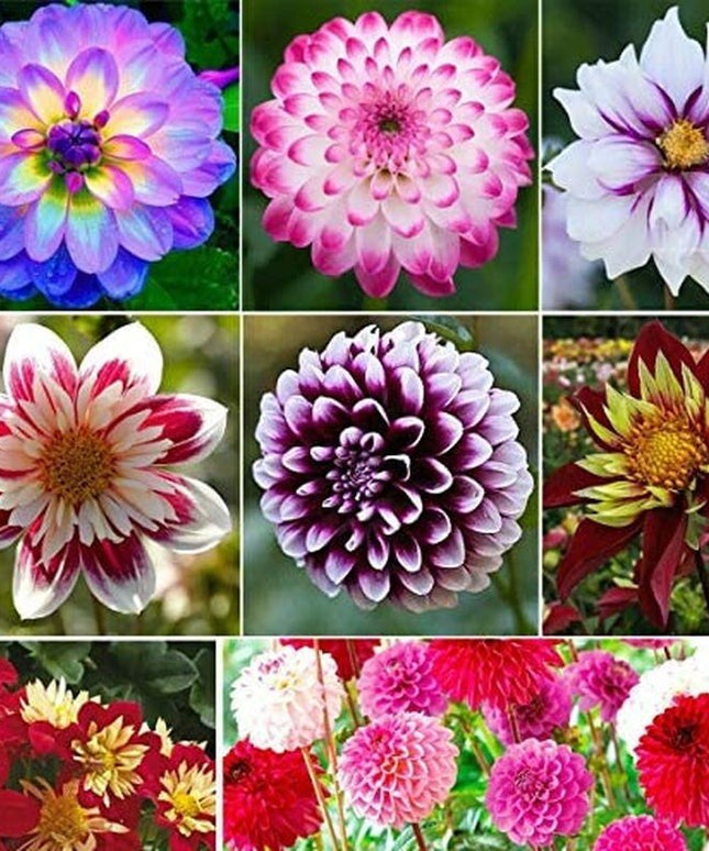Dahlia Pompon Flower - 100 Seeds - Variabilis Rare Beautiful Annual Outdoor