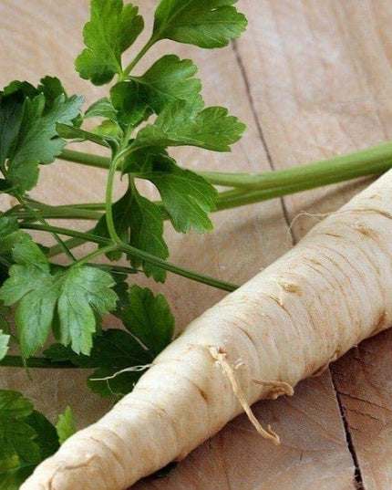 Dutch Hamburg Parsley Root Sugar Heirloom Herbs Vegetable Non GMO - 2000 Seeds