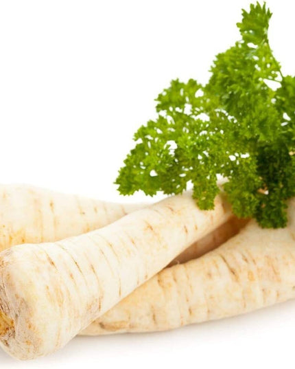 Dutch Hamburg Parsley Root Sugar Heirloom Herbs Vegetable Non GMO - 2000 Seeds