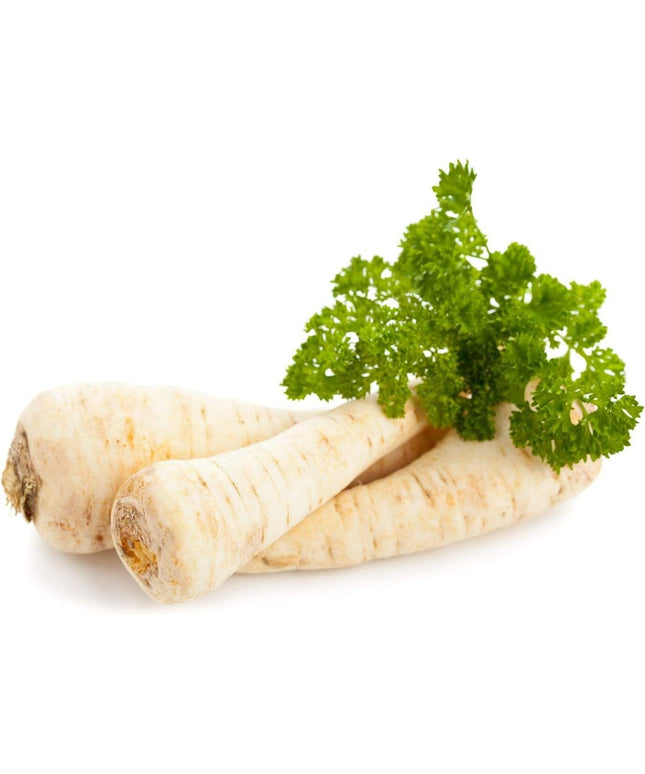 Dutch Hamburg Parsley Root Sugar Heirloom Herbs Vegetable Non GMO - 2000 Seeds