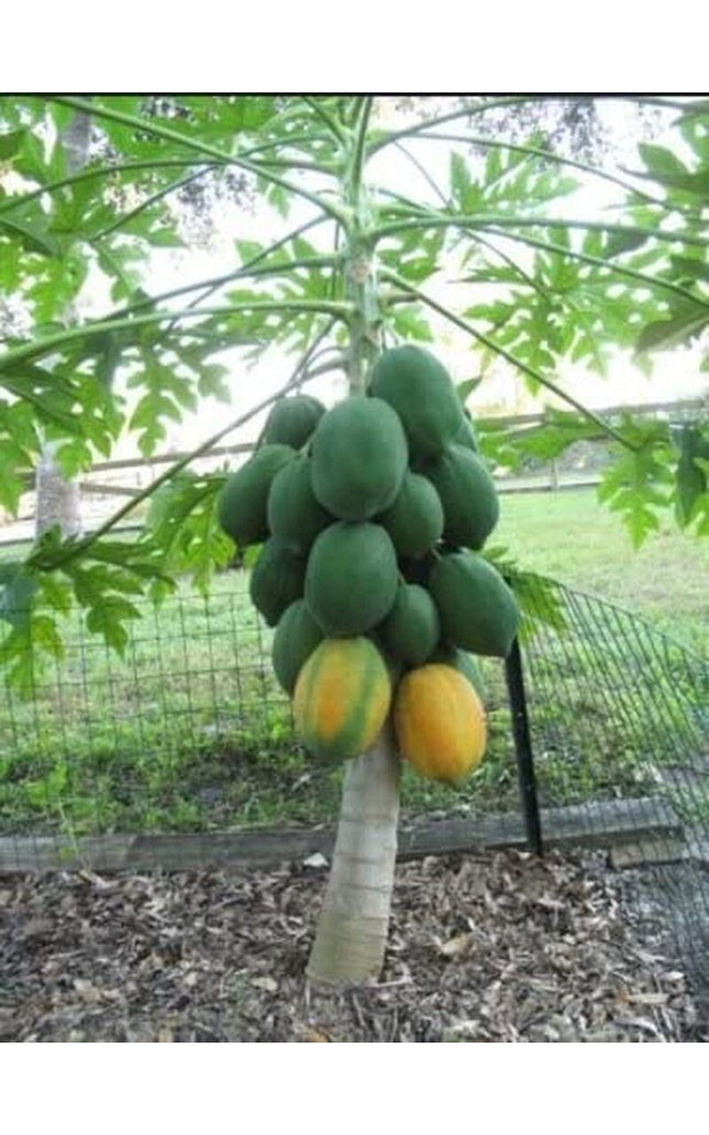 Dwarf Waimanalo Papaya - 10 Seeds - Rare Tropical Fruit Tree Seeds Plant