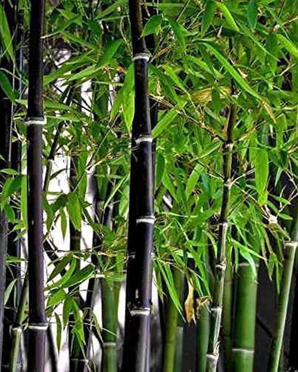 Exotic Black Bamboo - 300 Seeds - Ornamental Plant Privacy Screen