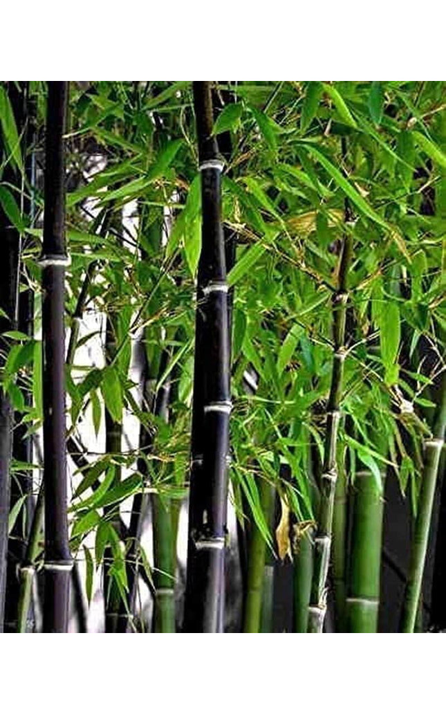 Exotic Black Bamboo - 300 Seeds - Ornamental Plant Privacy Screen