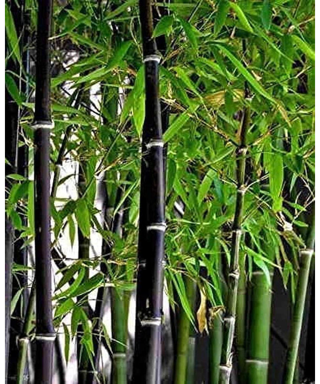 Exotic Black Bamboo - 300 Seeds - Ornamental Plant Privacy Screen