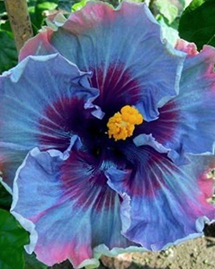 Fairy Dust Hibiscus Seeds - Perennial Flower Seed - Easy to Grow - Huge 10-12 Inch Flowers