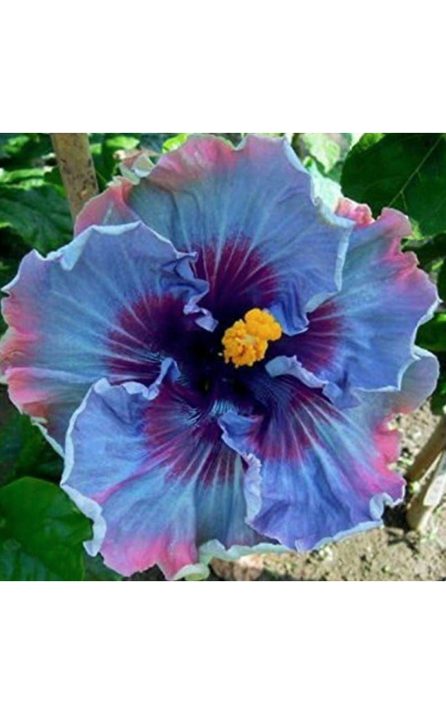 Fairy Dust Hibiscus Seeds - Perennial Flower Seed - Easy to Grow - Huge 10-12 Inch Flowers