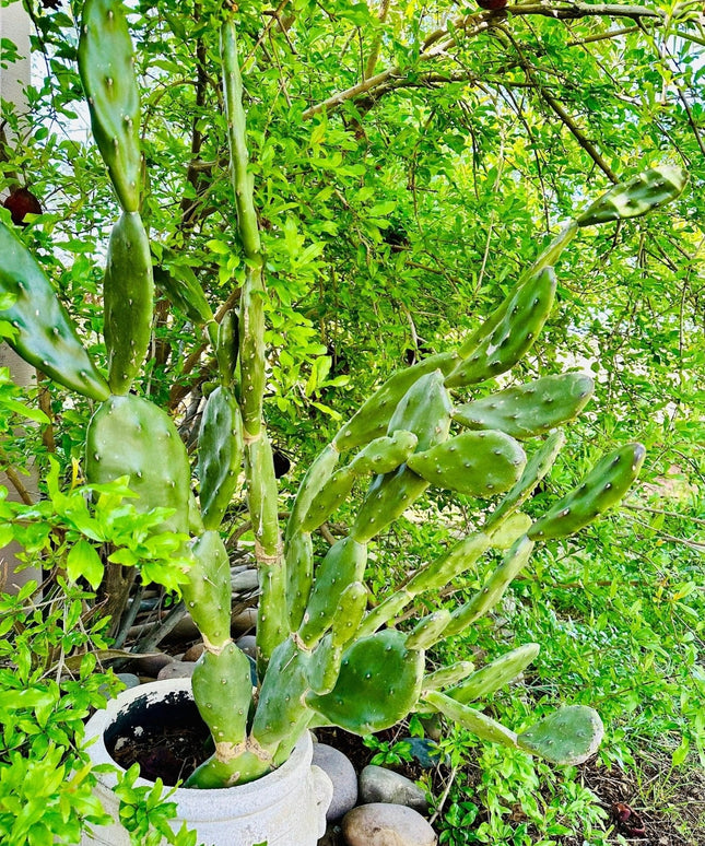 Fast Growing Opuntia Prickly Pear Cactus Edible Fruit, Stunning Flowers, 2 Large Pads