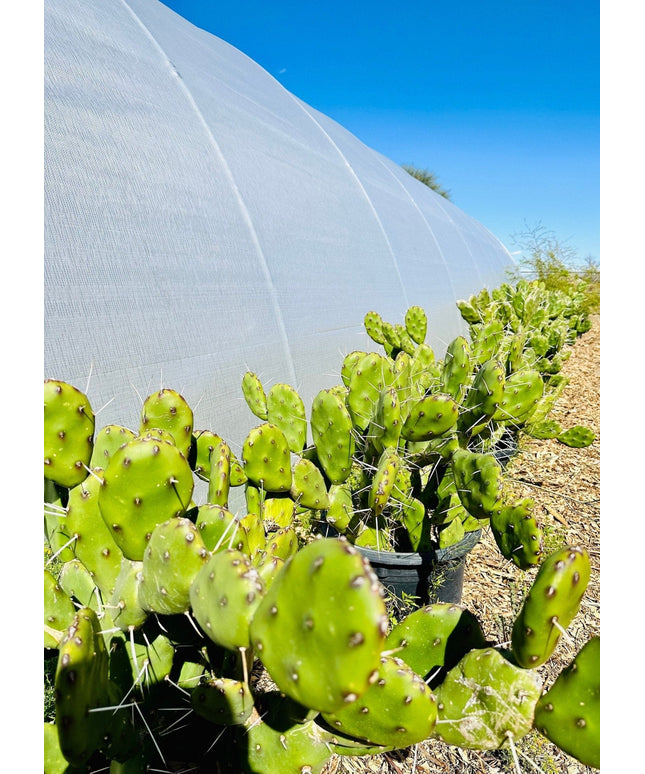 Fast Growing Opuntia Prickly Pear Cactus Edible Fruit, Stunning Flowers, 2 Large Pads