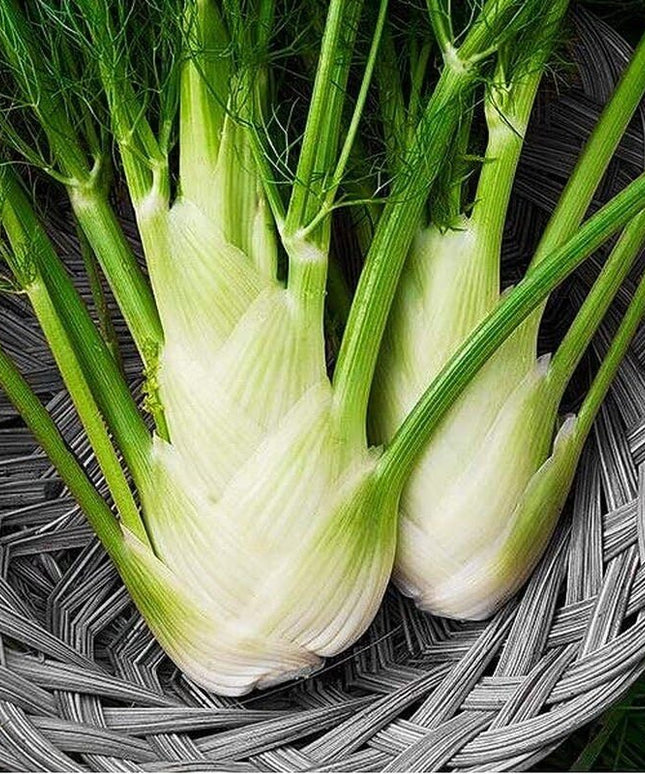 Fennel Florence - 200 Seeds - Non-Gmo Heirloom