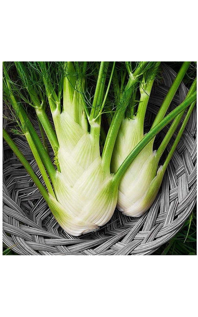 Fennel Florence - 200 Seeds - Non-Gmo Heirloom