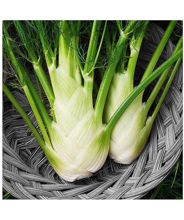 Fennel Florence - 200 Seeds - Non-Gmo Heirloom