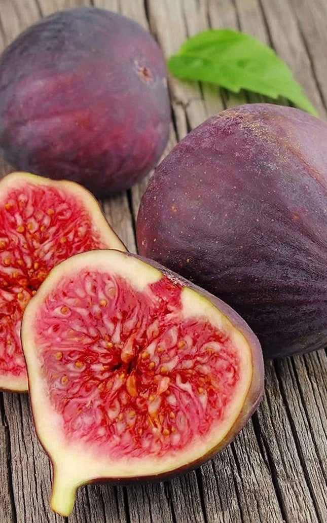 Ficus Carica Fig - 100 Seeds - Sweet Fruit Shrub Tree