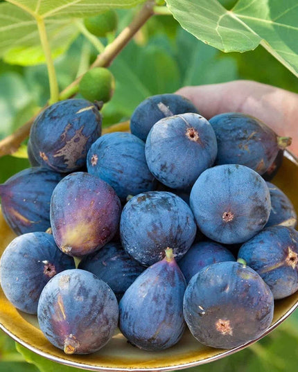 Ficus Carica Fig - 100 Seeds - Sweet Fruit Shrub Tree