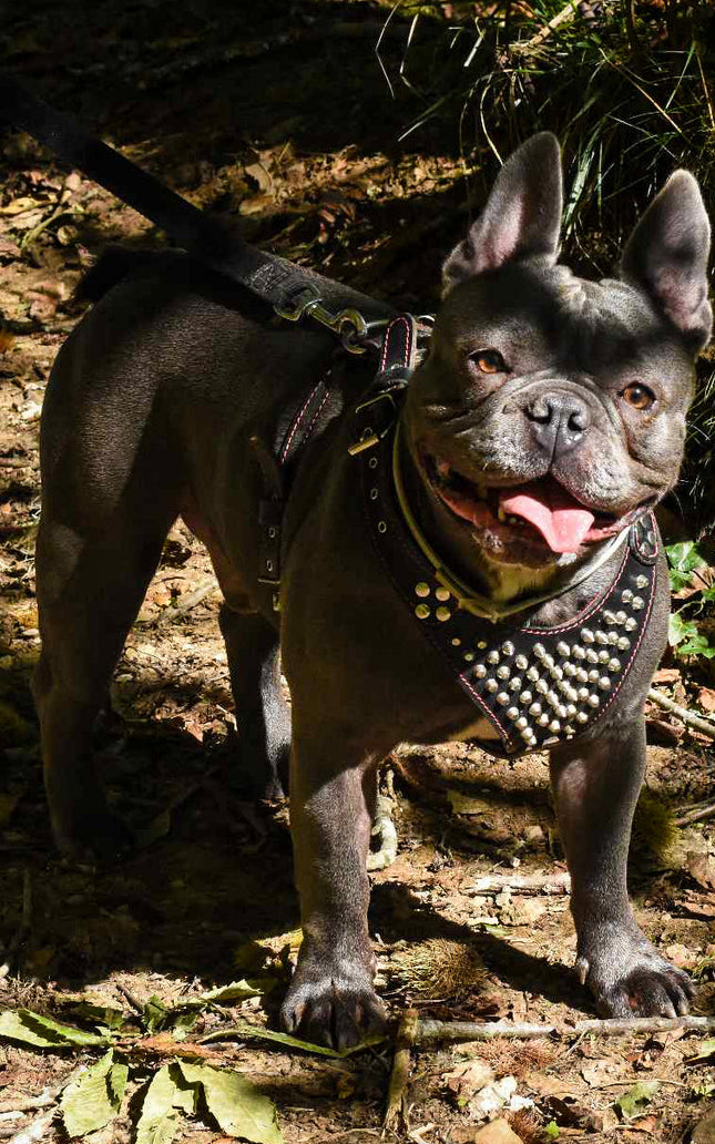 &#39;&#39;Frenchie&#39;&#39; studded leather harness Small to Medium Size
