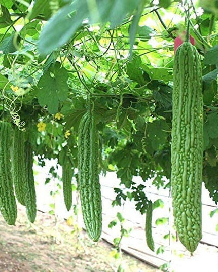 Heirloom Vegetable Green Balsam Pear Bitter Melon - 40 Seeds