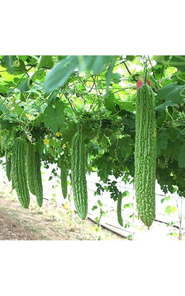 Heirloom Vegetable Green Balsam Pear Bitter Melon - 40 Seeds