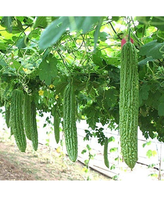 Heirloom Vegetable Green Balsam Pear Bitter Melon - 40 Seeds