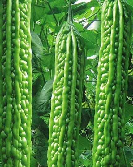 Heirloom Vegetable Green Balsam Pear Bitter Melon - 40 Seeds