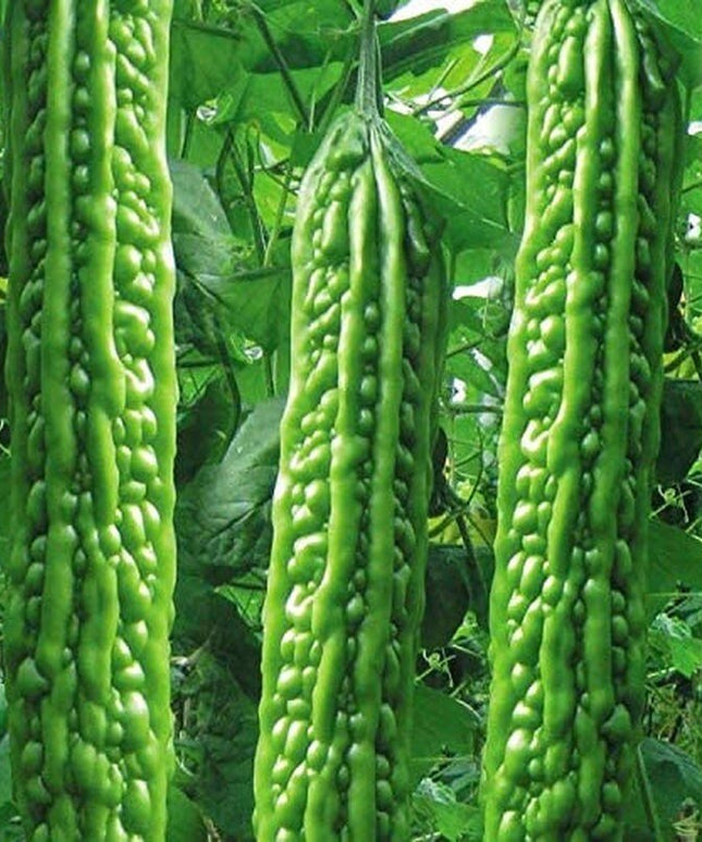 Heirloom Vegetable Green Balsam Pear Bitter Melon - 40 Seeds