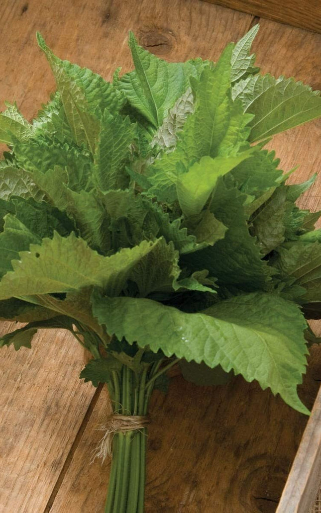 Herb Shiso Green - 200 Seeds -  Non-Gmo Heirloom