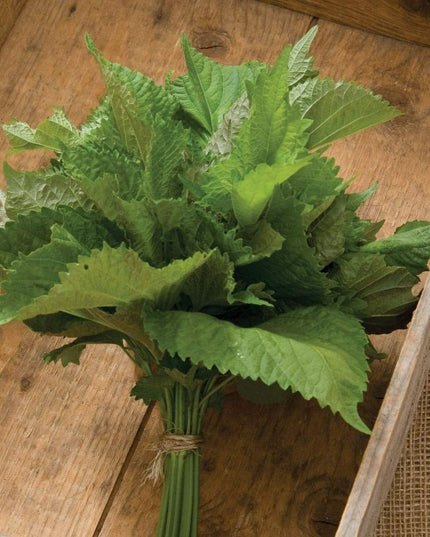 Herb Shiso Green - 200 Seeds -  Non-Gmo Heirloom
