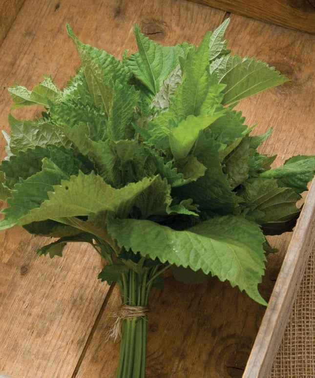 Herb Shiso Green - 200 Seeds -  Non-Gmo Heirloom