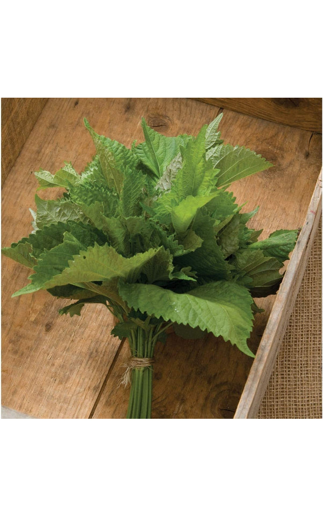 Herb Shiso Green - 200 Seeds -  Non-Gmo Heirloom