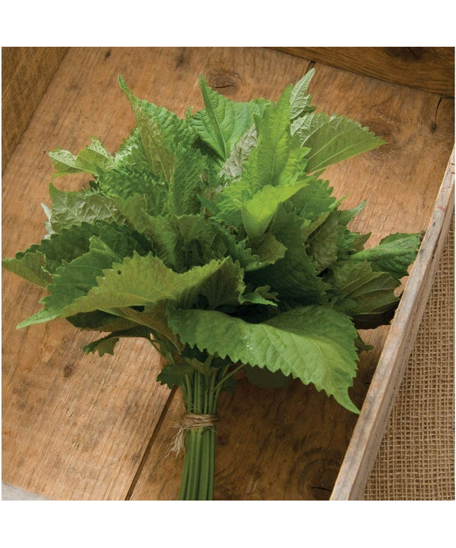 Herb Shiso Green - 200 Seeds -  Non-Gmo Heirloom