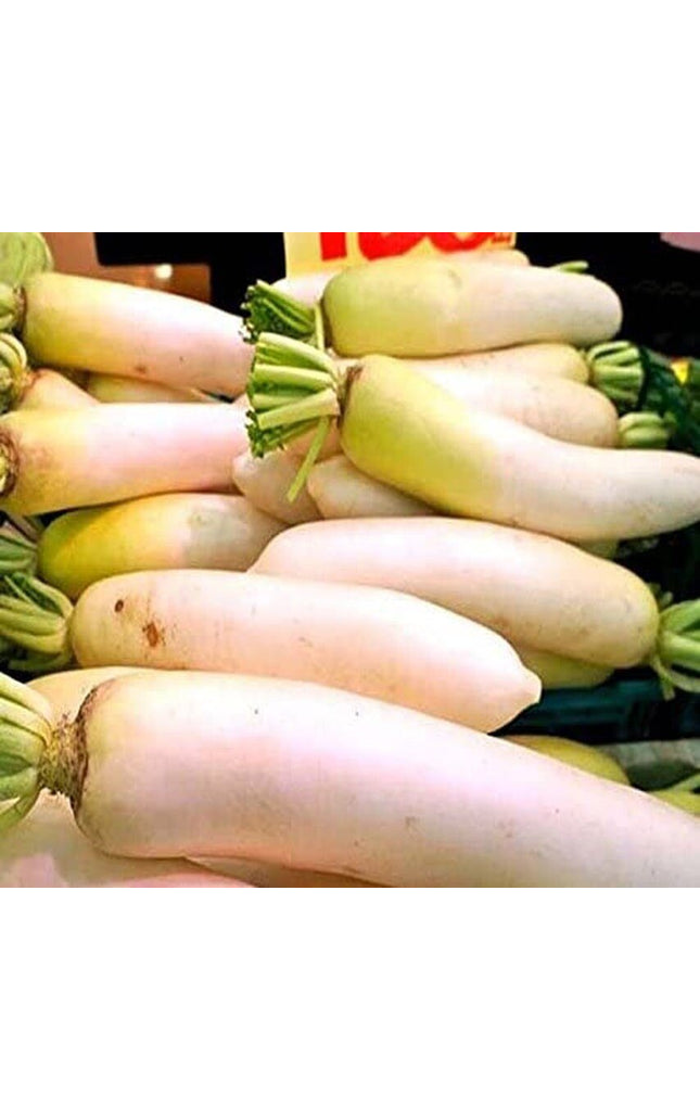Japanese Daikon Seeds - Daikon Radish Seeds - Japanese Radish - Non-Gmo
