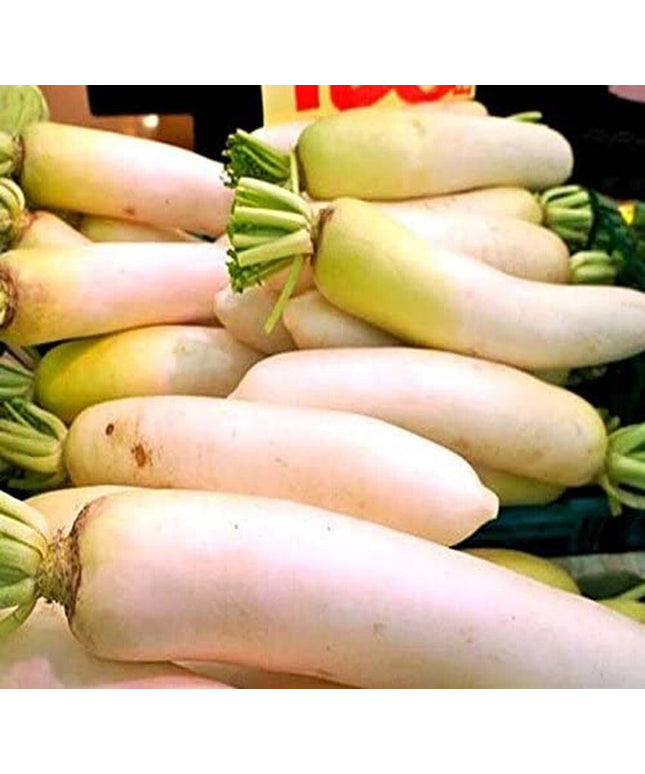 Japanese Daikon Seeds - Daikon Radish Seeds - Japanese Radish - Non-Gmo