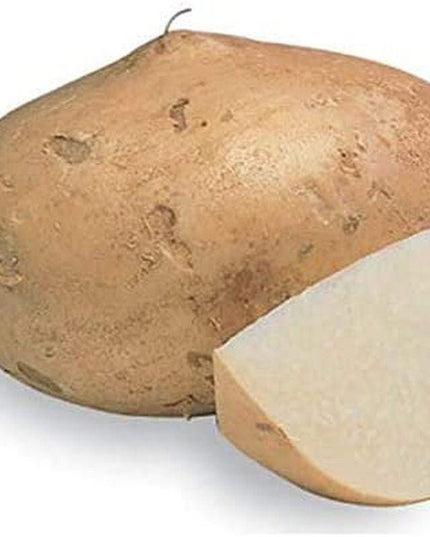 Jicama Root Seeds - 20 Large Seeds