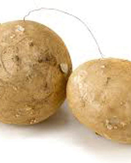 Jicama Root Seeds - 20 Large Seeds