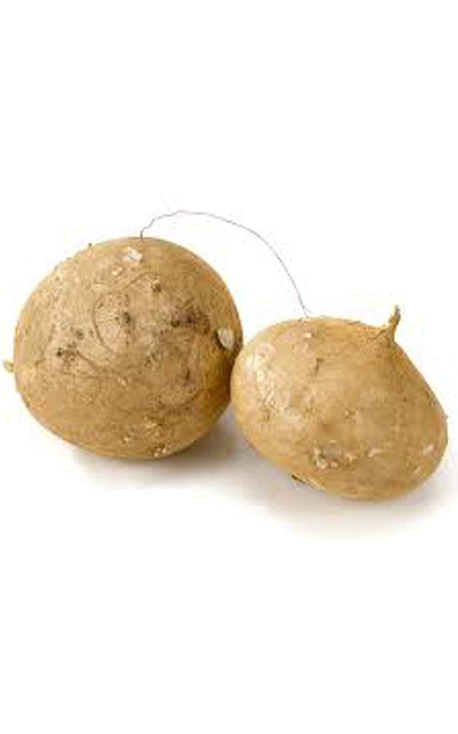 Jicama Root Seeds - 20 Large Seeds