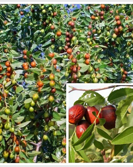 Jujube - 10 Seeds - Ziziphus Jujuba Fruit Tree