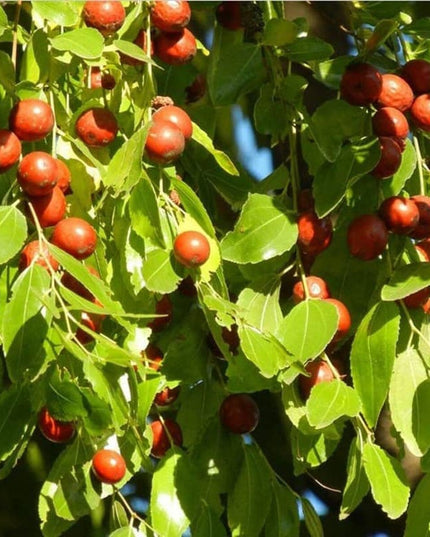 Jujube - 10 Seeds - Ziziphus Jujuba Fruit Tree