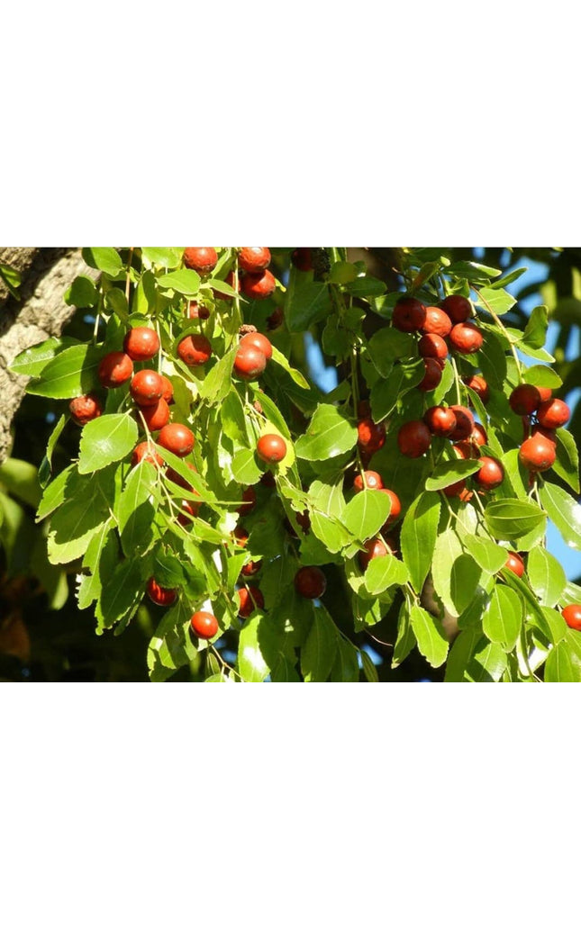 Jujube - 10 Seeds - Ziziphus Jujuba Fruit Tree