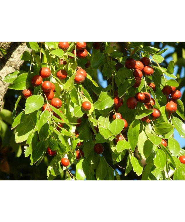 Jujube - 10 Seeds - Ziziphus Jujuba Fruit Tree