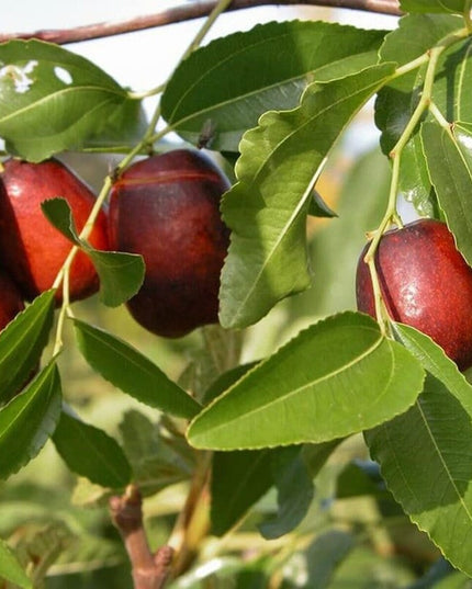 Jujube - 10 Seeds - Ziziphus Jujuba Fruit Tree