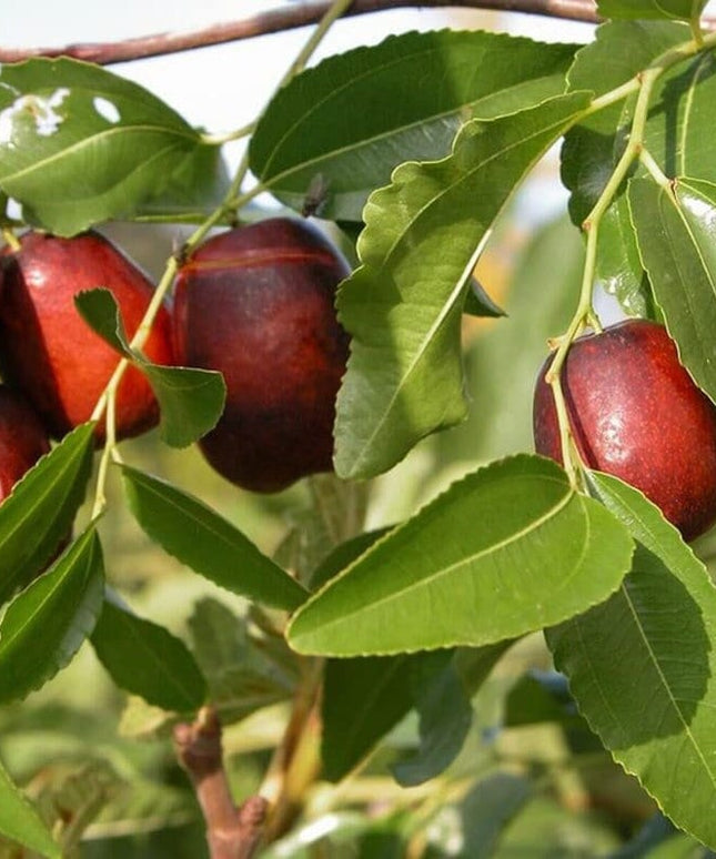 Jujube - 10 Seeds - Ziziphus Jujuba Fruit Tree