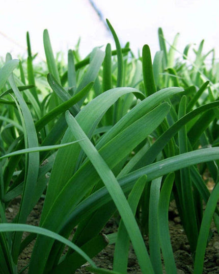 Leeks - Green Chive - Asian Garlic Chive - 500 Seeds