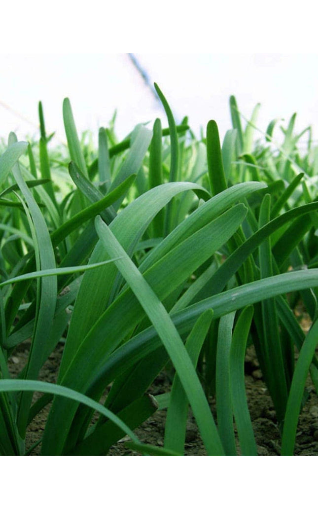 Leeks - Green Chive - Asian Garlic Chive - 500 Seeds