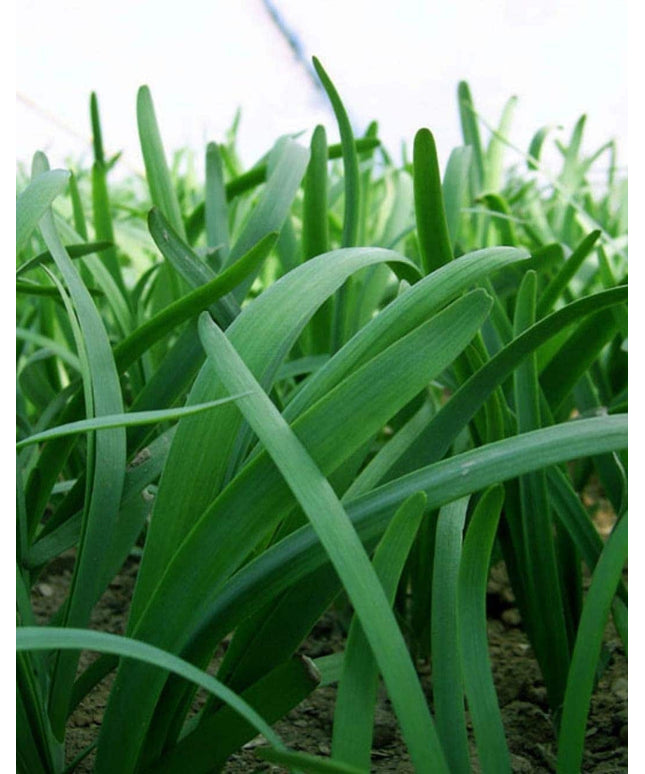 Leeks - Green Chive - Asian Garlic Chive - 500 Seeds