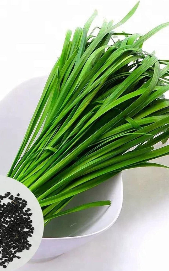 Leeks - Green Chive - Asian Garlic Chive - 500 Seeds