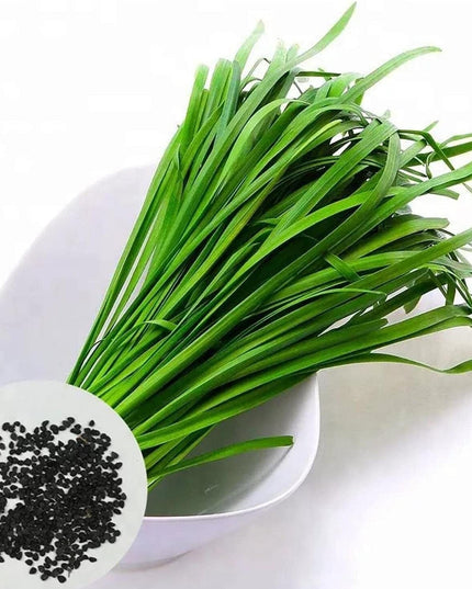 Leeks - Green Chive - Asian Garlic Chive - 500 Seeds