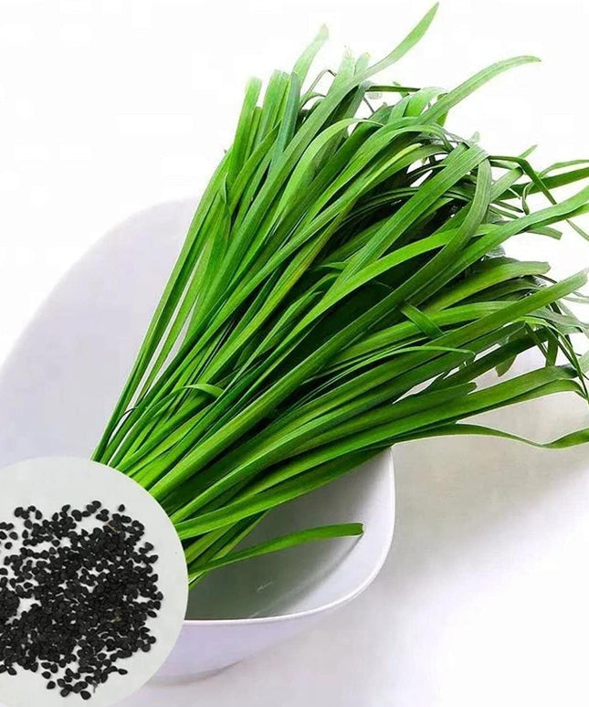 Leeks - Green Chive - Asian Garlic Chive - 500 Seeds