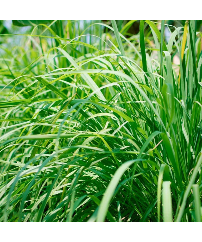 Lemongrass 1000 Seeds - Tropical Asian Cooking Perennial Plant Outdoor Indoor Home