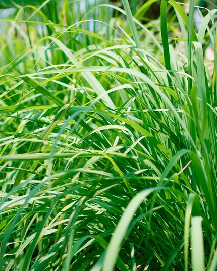Lemongrass 1000 Seeds - Tropical Asian Cooking Perennial Plant Outdoor Indoor Home