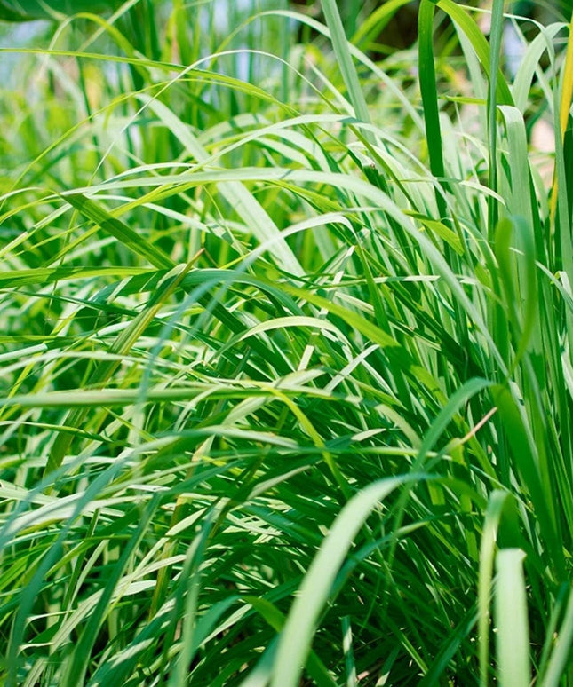 Lemongrass 1000 Seeds - Tropical Asian Cooking Perennial Plant Outdoor Indoor Home