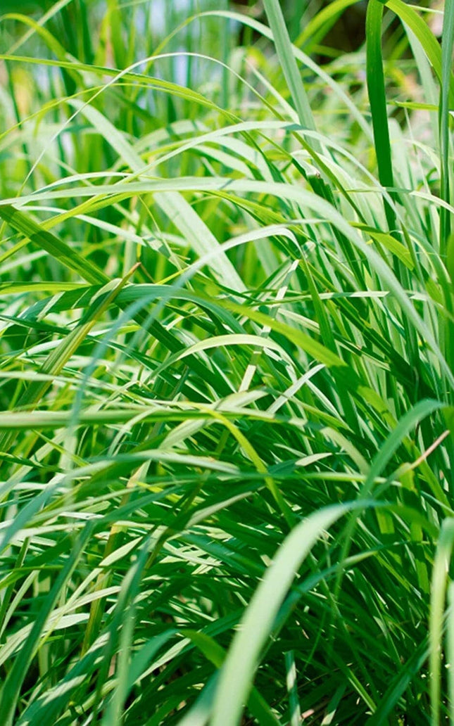 Lemongrass 250 Seeds - Tropical Asian Cooking Perennial Plant Outdoor Indoor Home